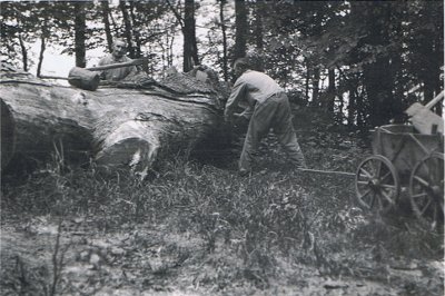 Eichen-Faellen Eichen-Faellen